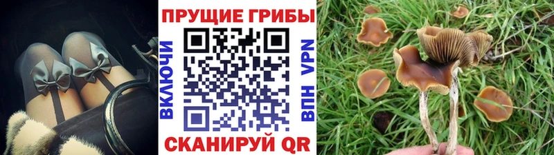 Псилоцибиновые грибы прущие грибы  Светлый 